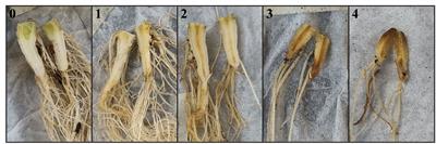 Detection of Fusarium oxysporum f.sp. lactucae race 1 and 4 via race-specific real-time PCR and target enrichment